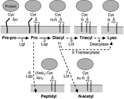 FIGURE 7.