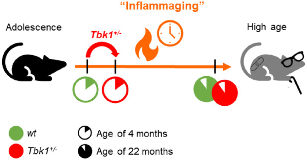 Graphical Abstract