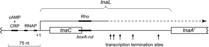 FIG. 1.