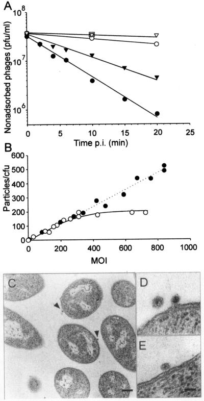 FIG. 1.