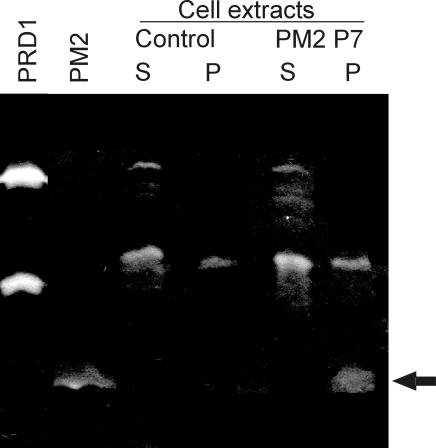 FIG. 8.