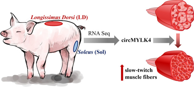 Fig. 8