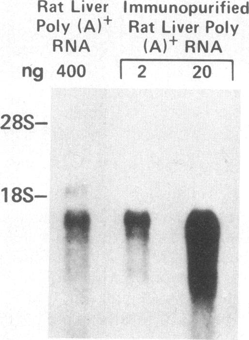 graphic file with name pnas00319-0224-a.jpg