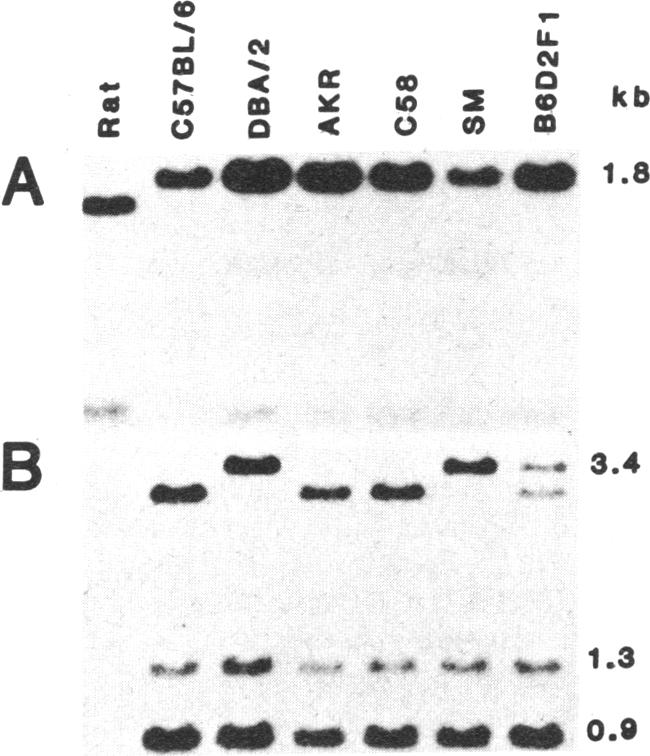 graphic file with name pnas00319-0225-a.jpg