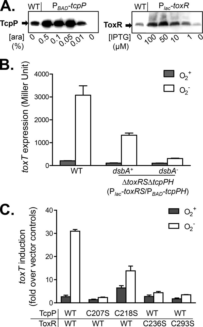 FIG 4