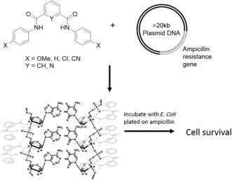 Figure 12