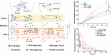 Image, graphical abstract