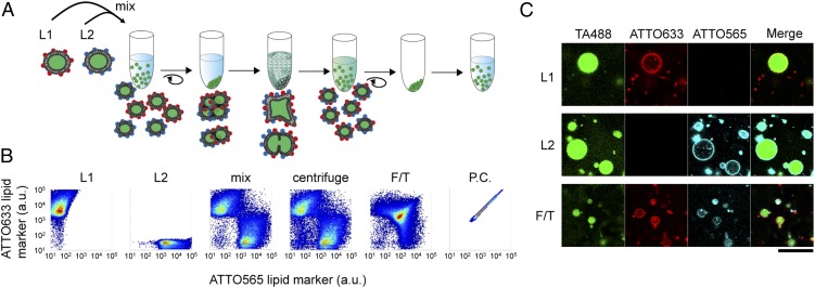 Fig. 1.