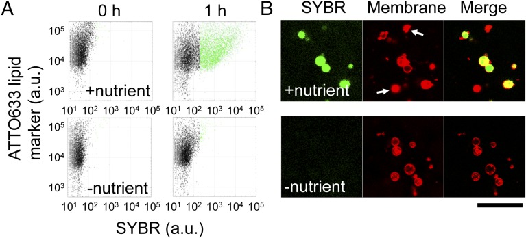 Fig. 3.