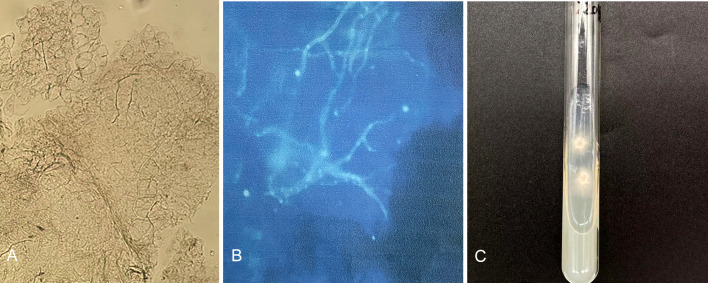 Figure 2