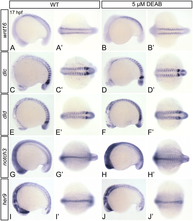 Fig 5