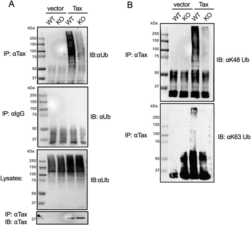 Fig 9