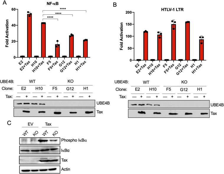 Fig 6