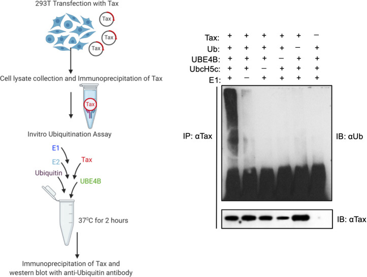 Fig 10