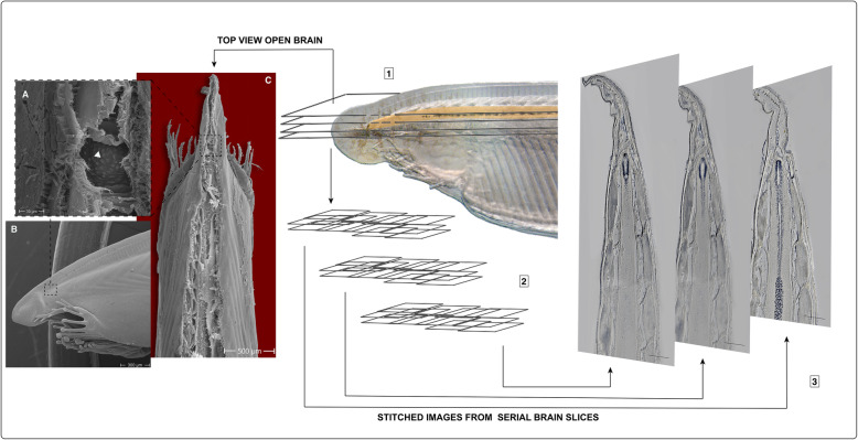 Fig. 1