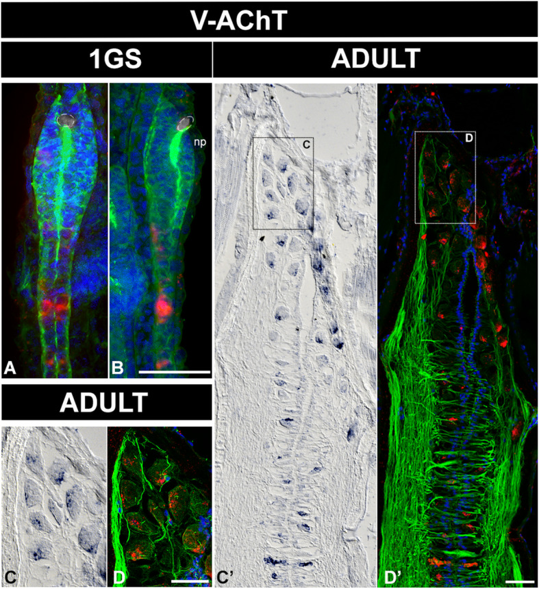 Fig. 9