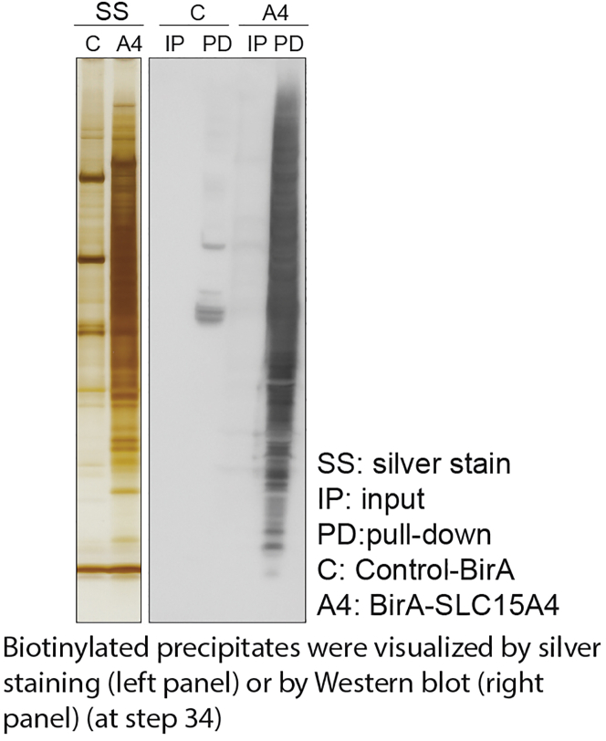 Figure 3