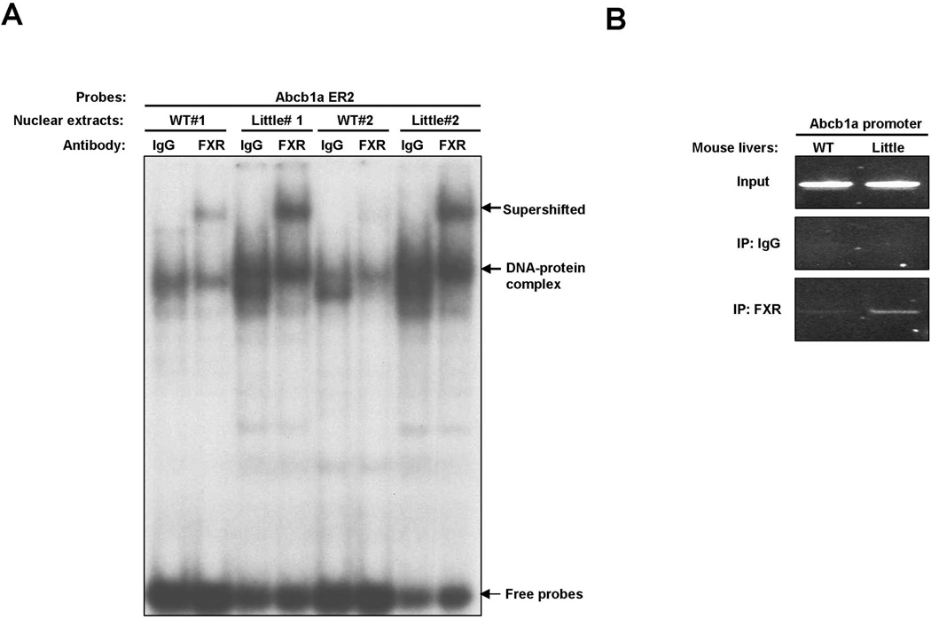 Fig.5