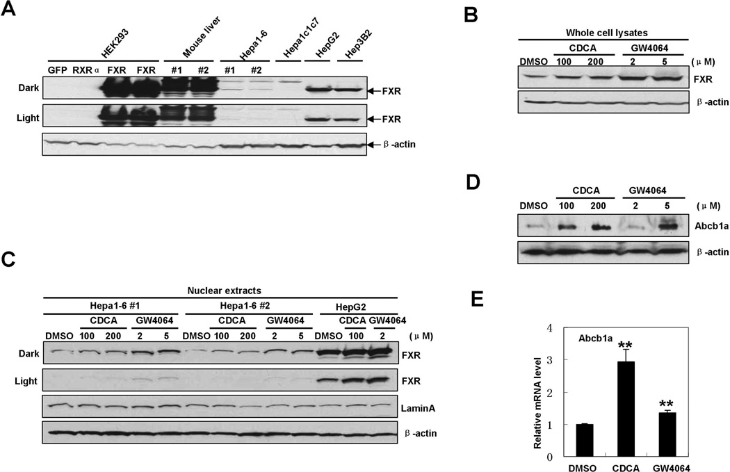 Fig.2