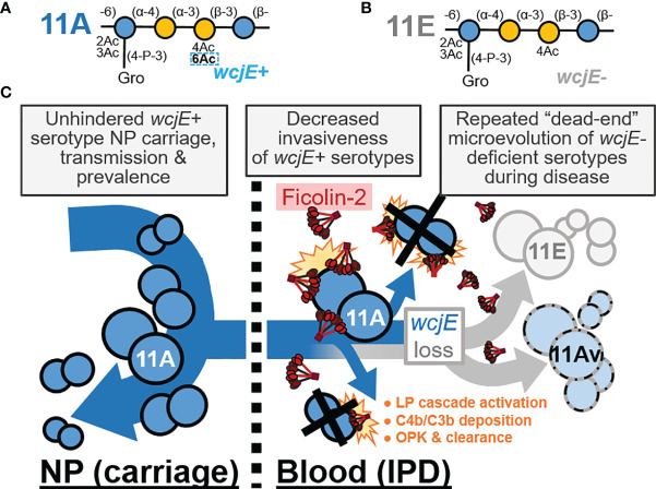 Figure 4