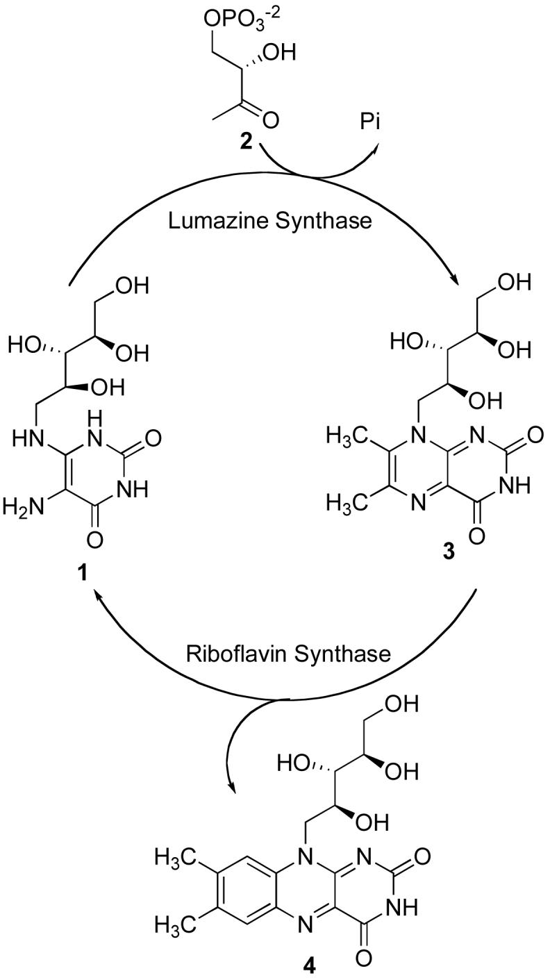 SCHEME 1