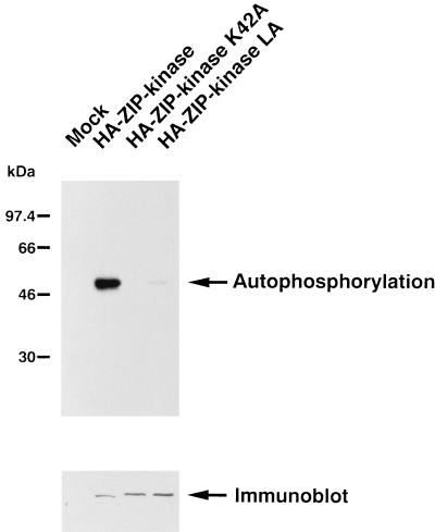 FIG. 7