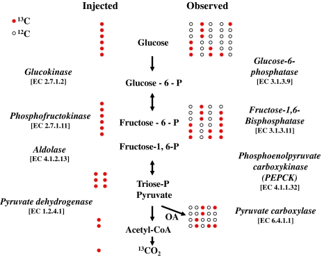 Fig. 1