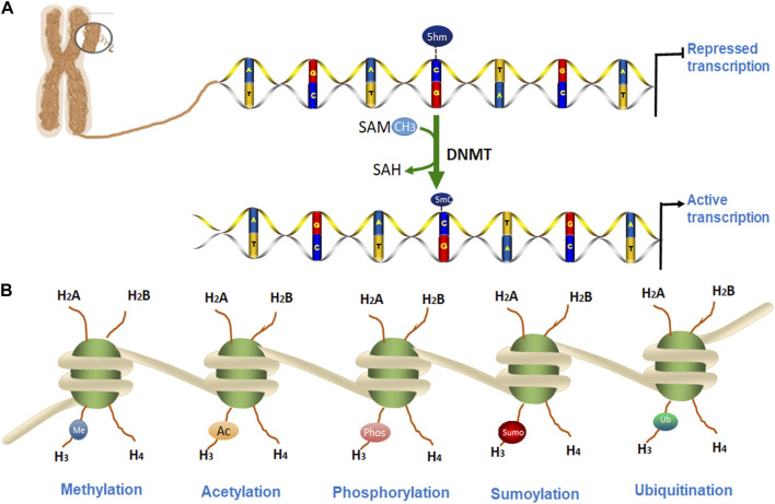 FIGURE 1