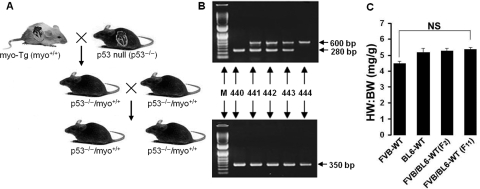 Figure 3