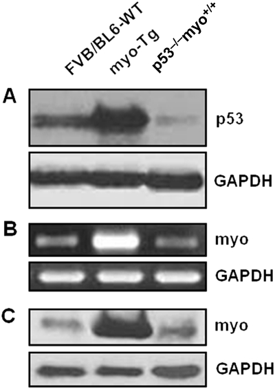 Figure 4