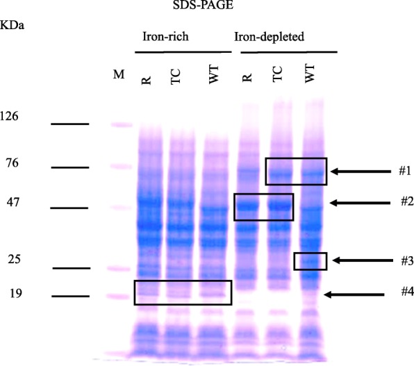 Fig. 3