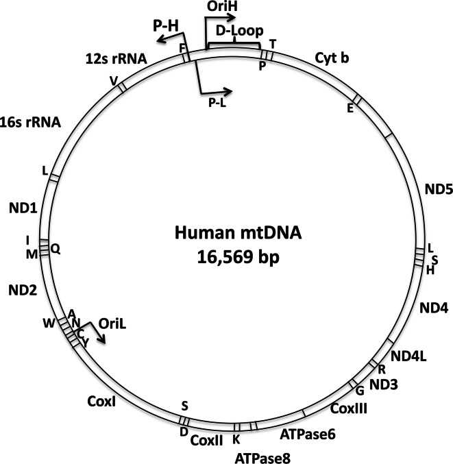 Fig. 1