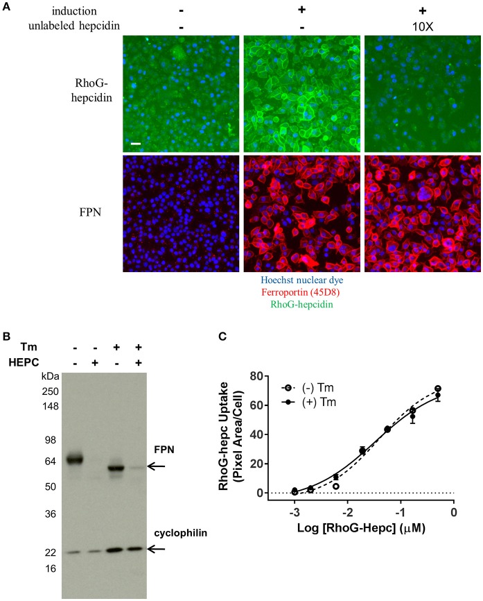 Figure 11