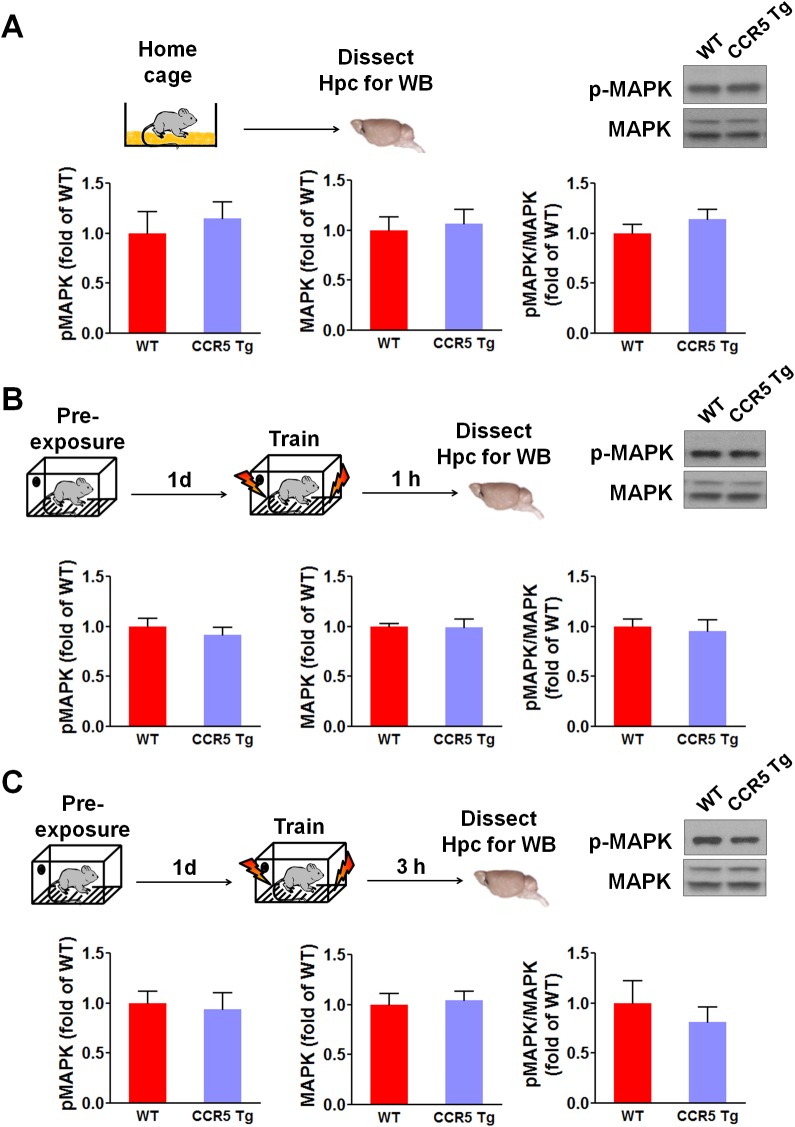 Figure 4—figure supplement 2.