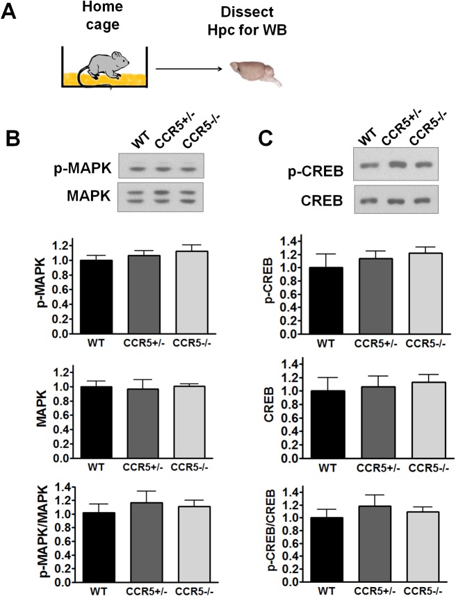 Figure 2—figure supplement 1.