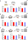 Figure 4—figure supplement 2.