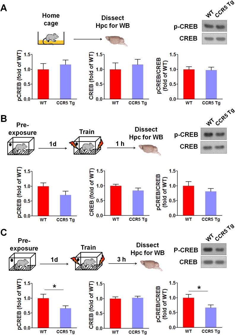 Figure 4—figure supplement 3.