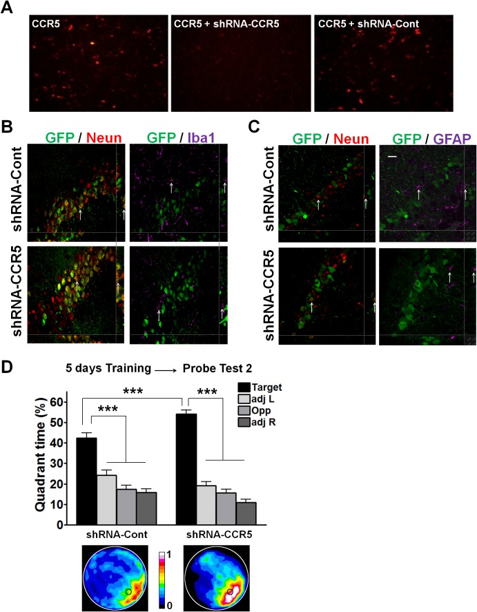 Figure 3—figure supplement 1.