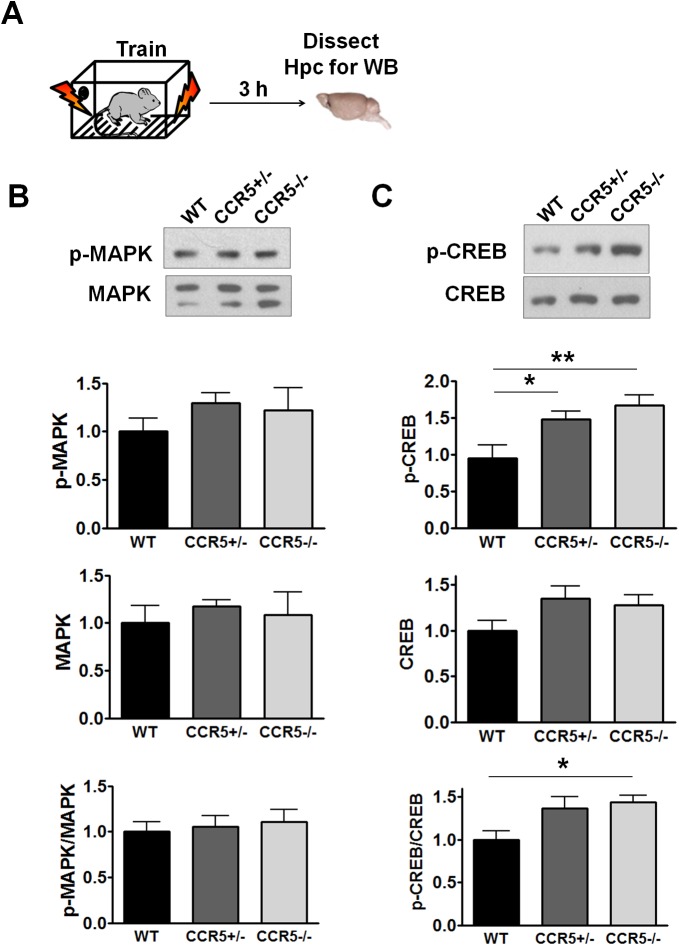 Figure 2—figure supplement 3.