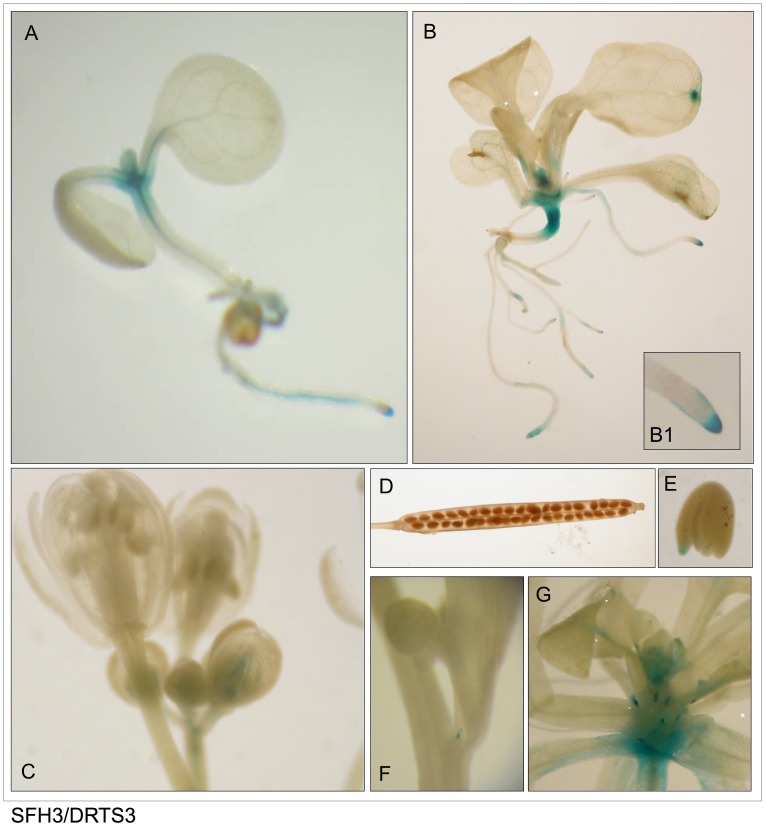 Fig 5