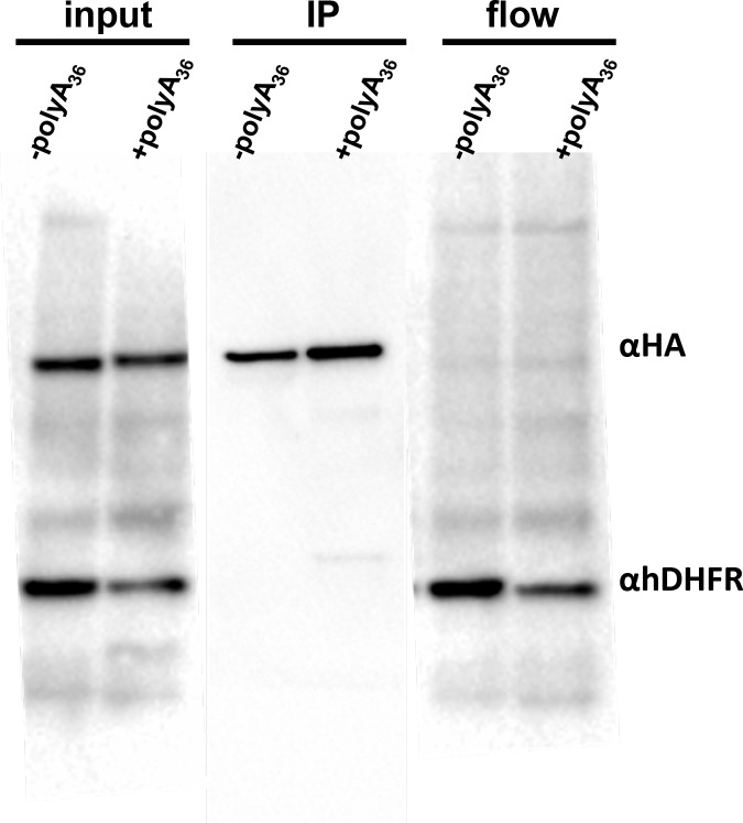 Figure 2—figure supplement 3.