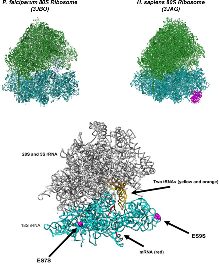 Figure 7—figure supplement 1.