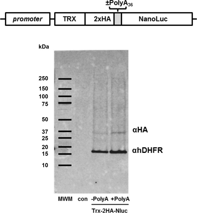 Figure 2—figure supplement 2.