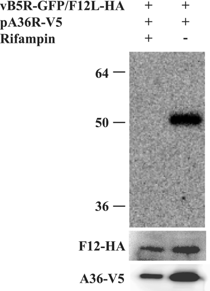 FIG. 8.