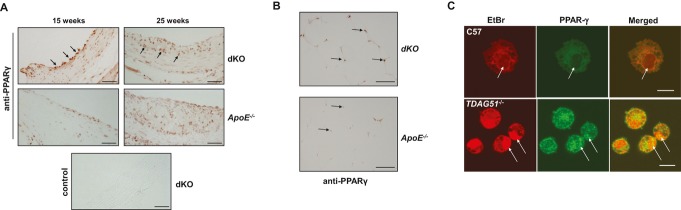 Figure 10.