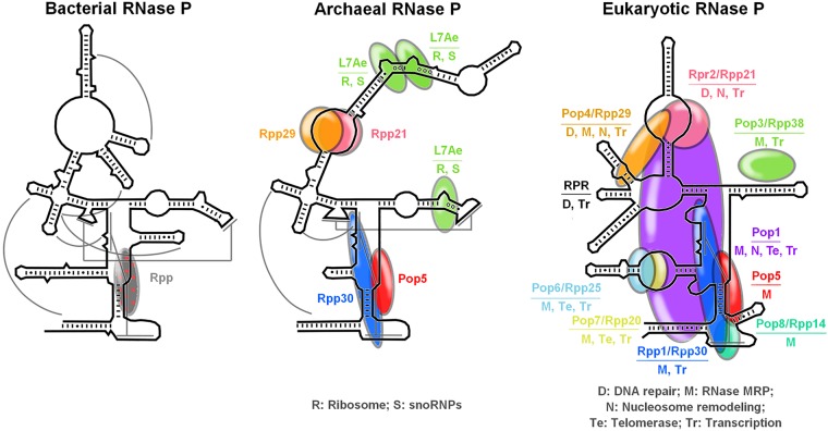 FIGURE 1.