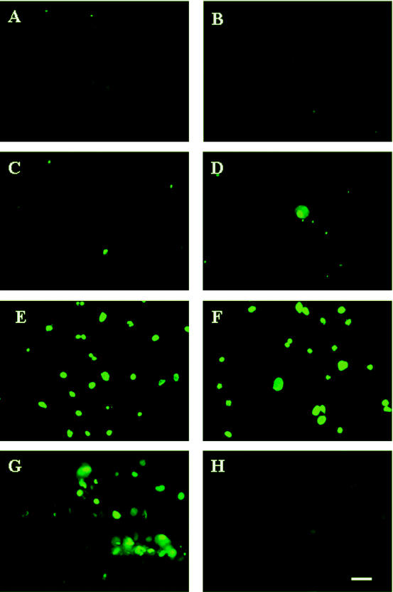 FIG. 8.