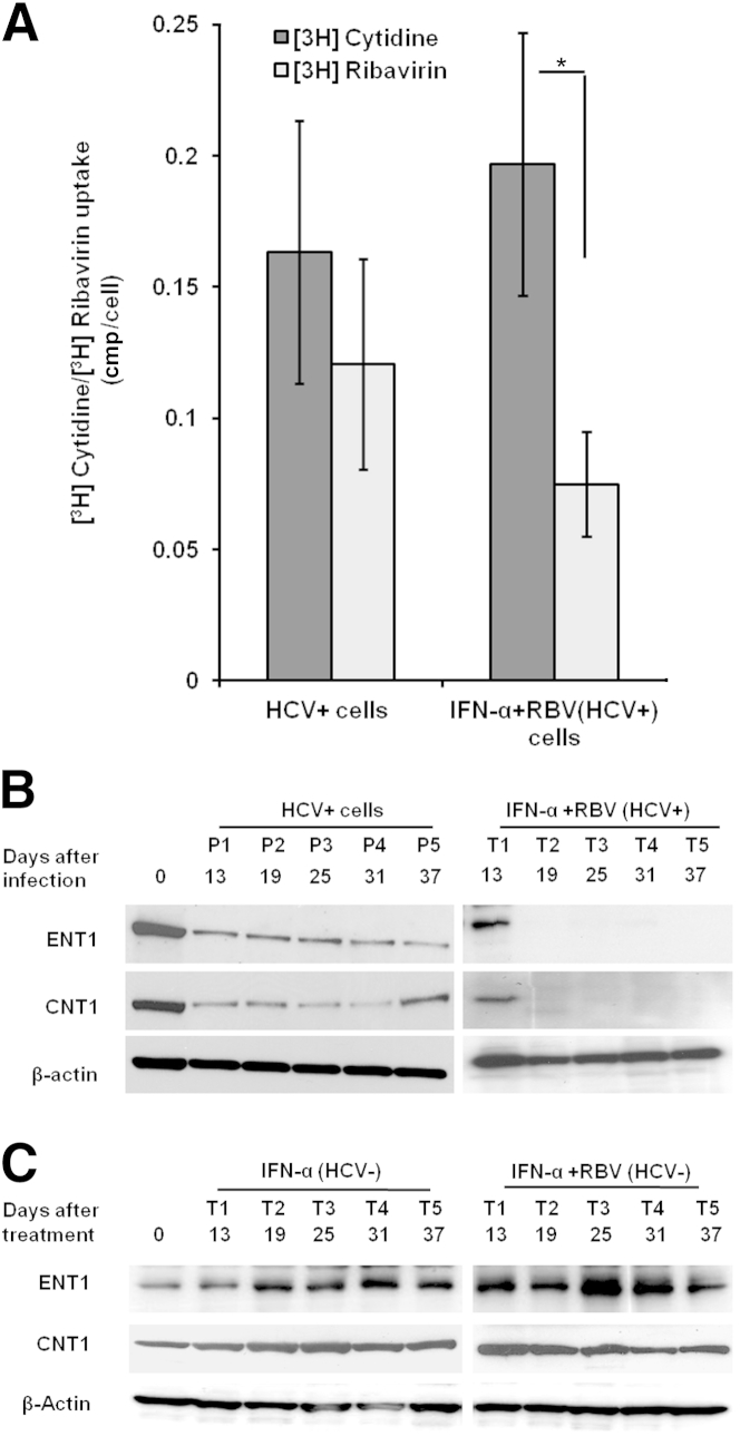 Figure 7