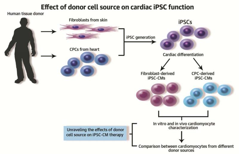 Central Illustration: Skin fibroblast and cardiac progenitor cell (CPC) primary cultures were established from the same human donors