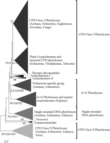 FIG. 1.—